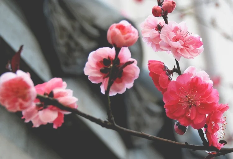 2021武汉植物园梅花什么时候开