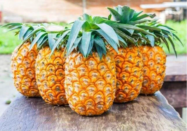 广东菠萝看哪里蚂蚁庄园