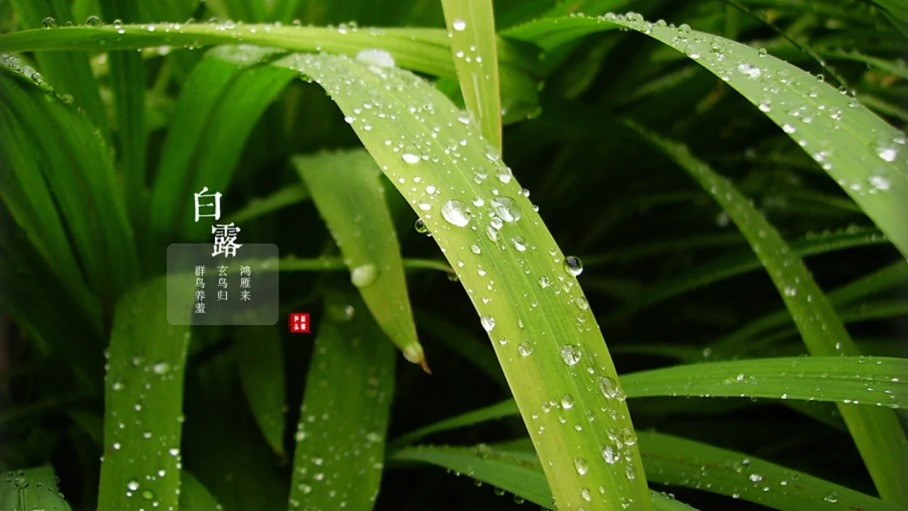 白露节气的特点