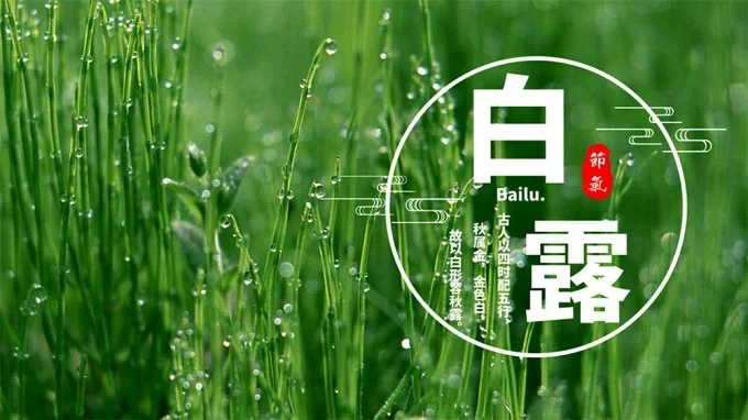 白露时间的活动