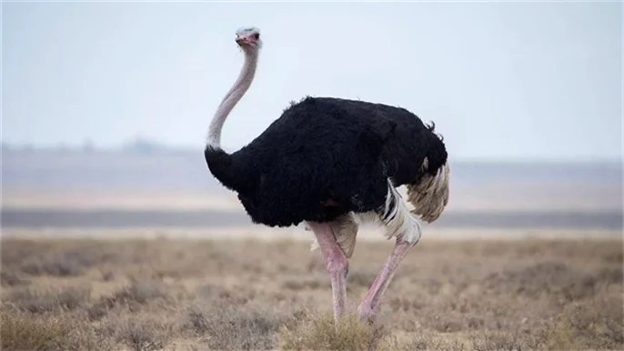 世界上最大的鸟