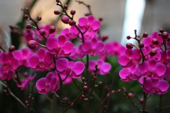 蝴蝶兰开花时间几点