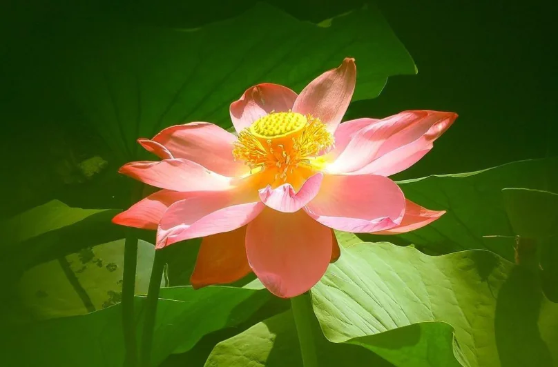 早有蜻蜓立上头上一句