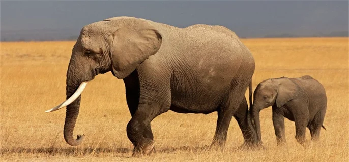 世界上最大的陆地动物是什么?