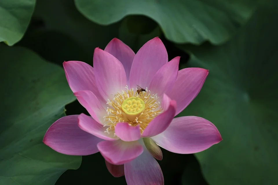 赠刘景文是什么季节