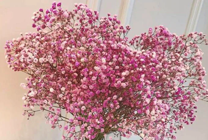 满天星花语和宣意