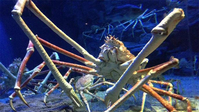 世界上最大的螃蟹