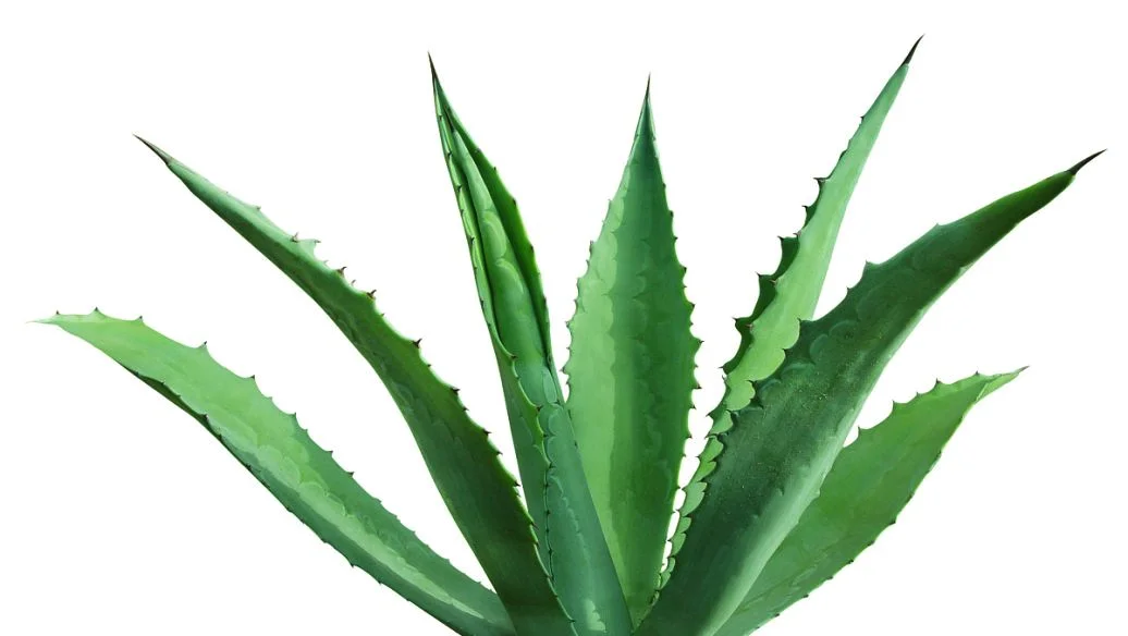 芦荟胶可以天天抹在脸上吗