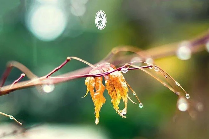 白露是中国传统节日吗
