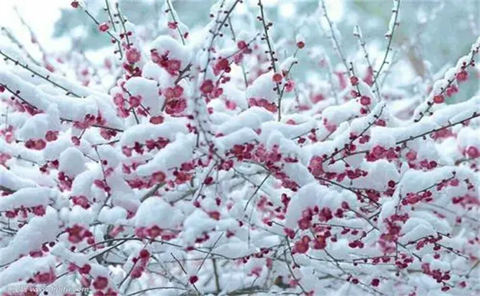 醉雪在陈情令中扮演的是谁