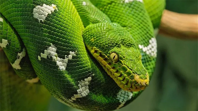 世界上最漂亮的蛇