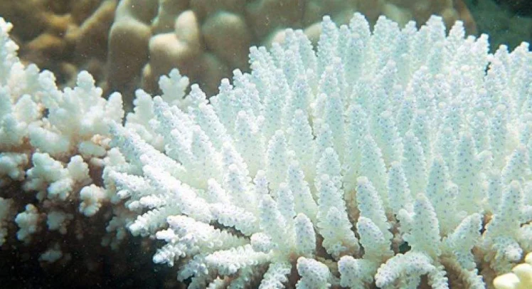 珊瑚是不是生物