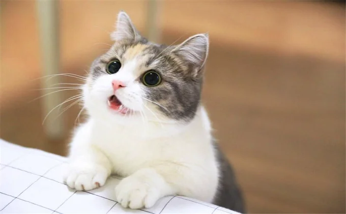 梦见很多猫